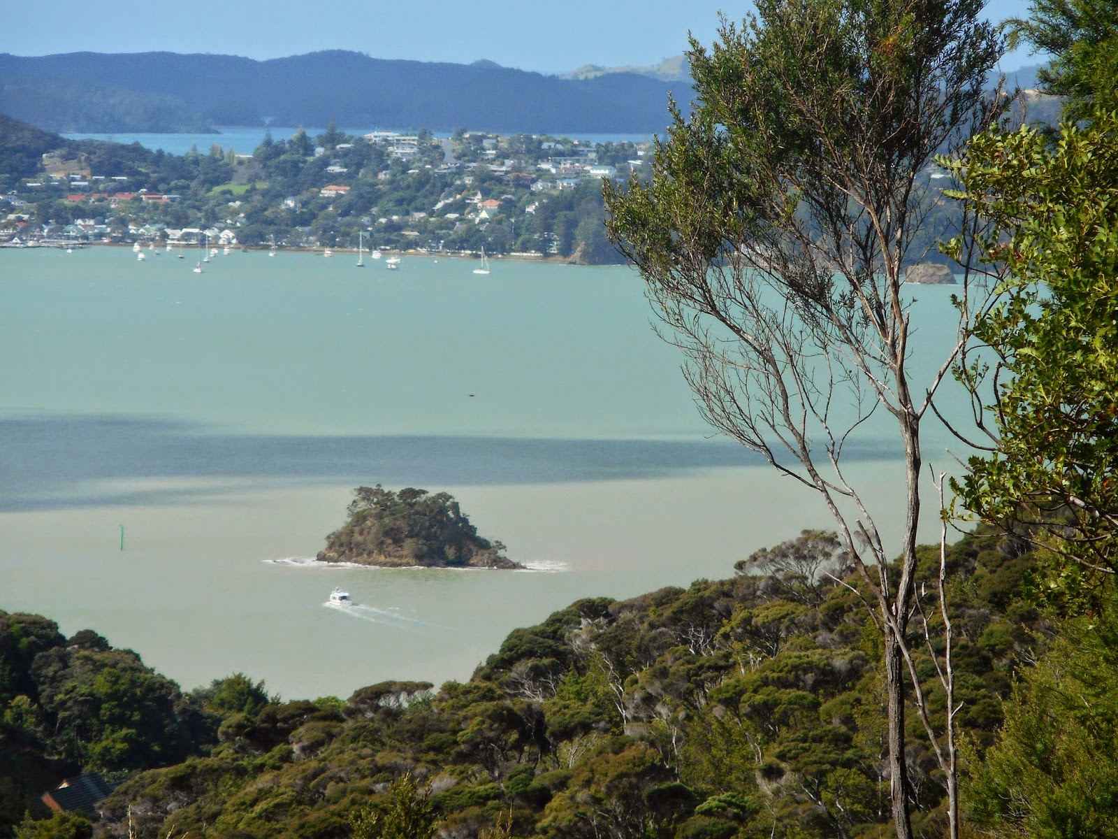 New Zealand Jungle Fever